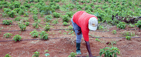 Caribbean farmer uses water management system