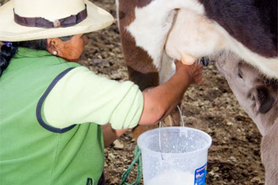 65-year-old Quechua native Cira Huancahuari produces yogurt. Photo courtesy of CHIRAPAQ. 