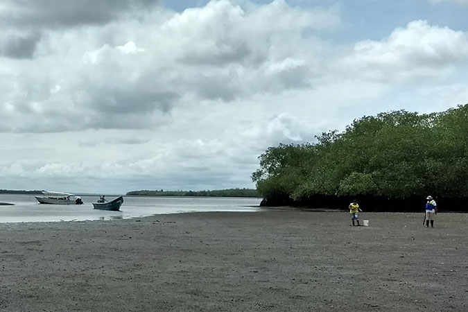 One of the mangrove swamps where women perform the work of shelling, fishing. Photo: UN Women