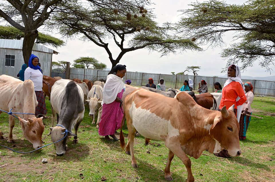 First from right, Alima Bakuye with some of the members inside the women cooperative’s newly established modern cattle-fattening facility through the support of the joint programme. Photo: UN Women/Fikerte Abebe