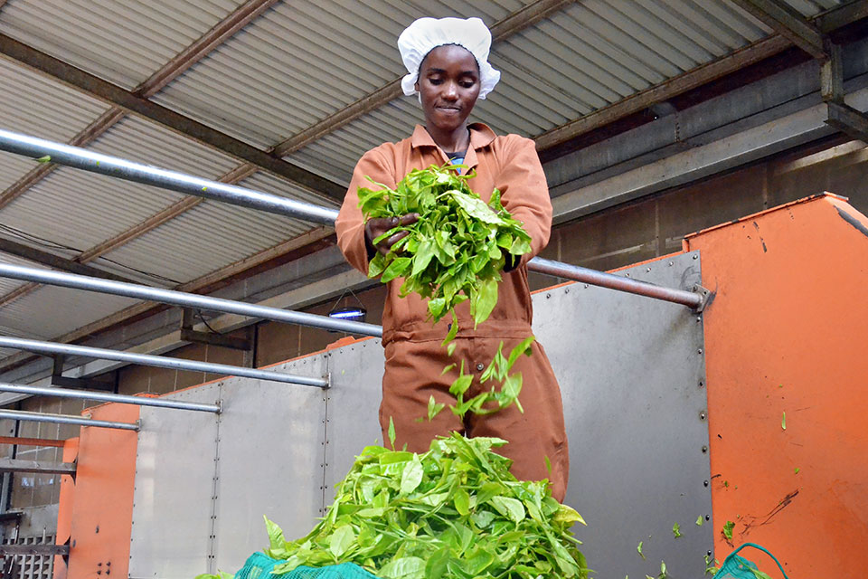 Mary Maneno examines tea delivered from a nearby estate in Kabwele. Photo: UN Women/Tsitsi Matope