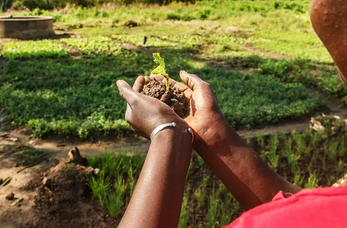 Women in the village of Fadiga, in the Kédougou region of Senegal, have worked for many years in agriculture.
